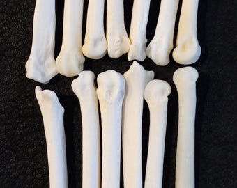 Coyote foot bones, metacarpals