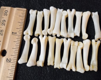 Coyote foot bones, phalanges