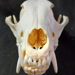 Cráneo de coyote adulto, limpiado profesionalmente, maceración natural.