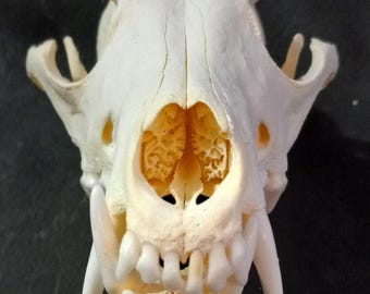 Mature coyote skull, professionally cleaned, natural maceration