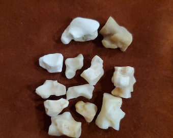 Coyote Foot Bones; Carpals