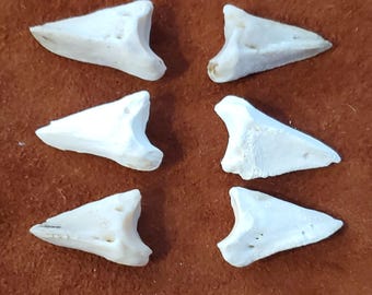 Huesos de dedos de ciervo; paquete de 6