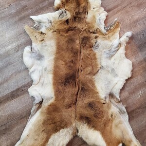 Pronghorn Antelope Hide - Etsy