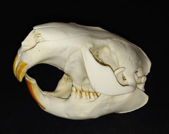 Beaver Skull