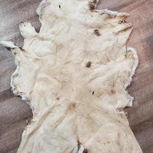 Pronghorn Antelope Hide - Etsy