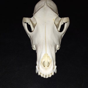 Coyote skull