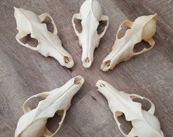 Cráneo de coyote, solo la parte superior