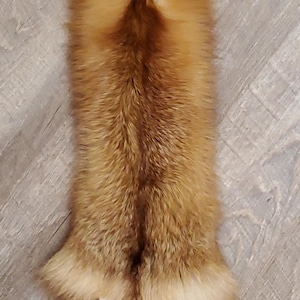 Wild Red Fox