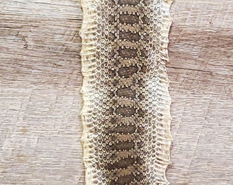 Snake Skin with attached rattle