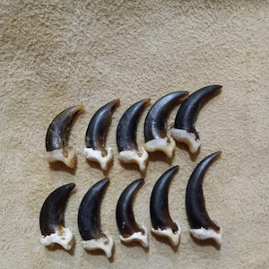 Garras de coyote, limpias y desinfectadas, se venden individualmente.