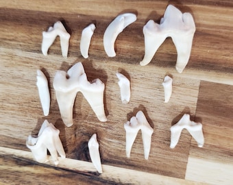 Cleaned Coyote Teeth, Set of 12