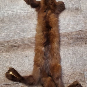Baummarder