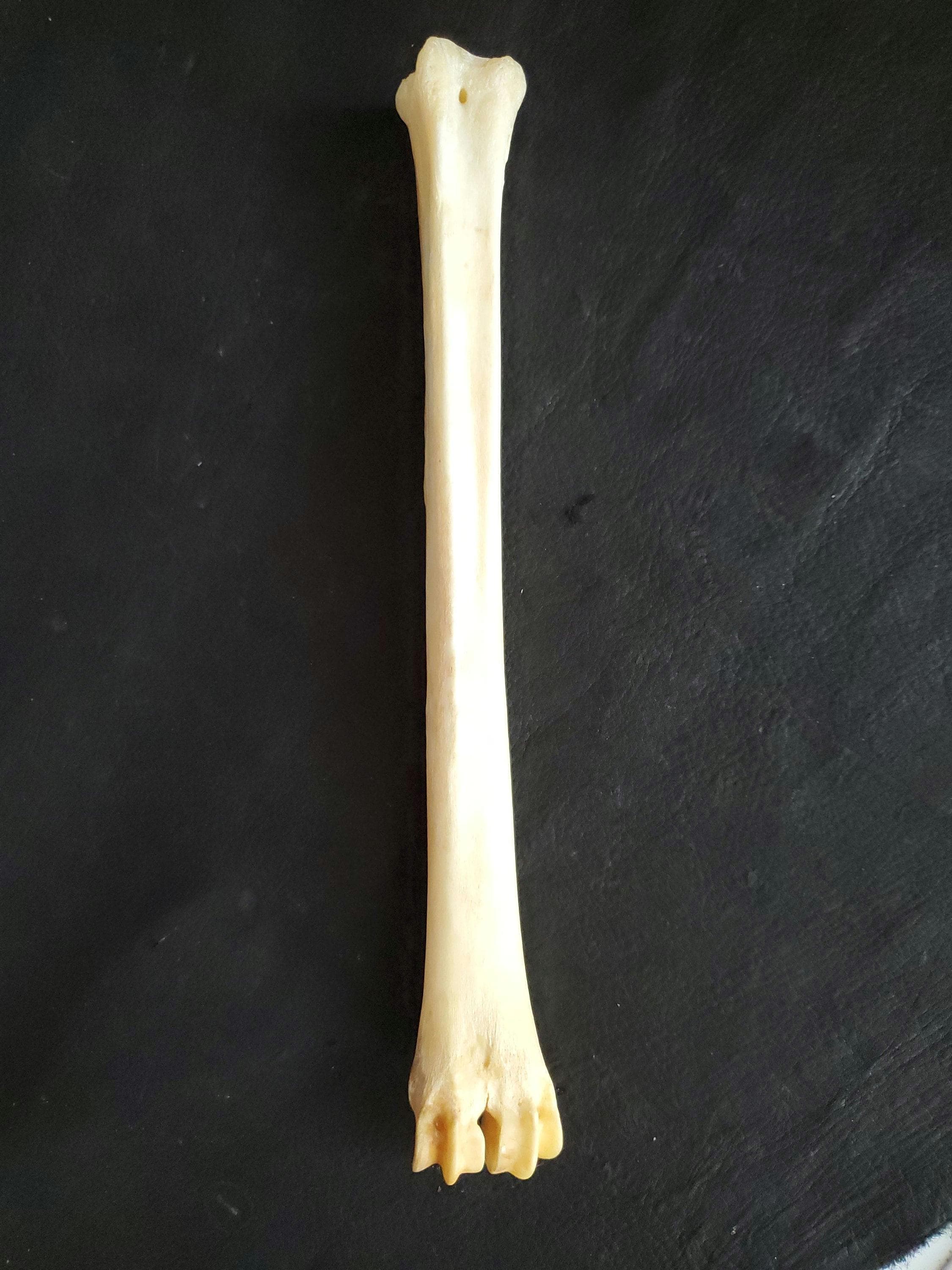 Whitetail Deer Leg Bone - Etsy