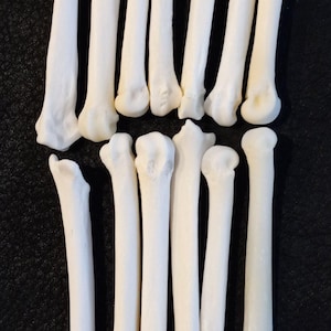 Coyote foot bones, metacarpals