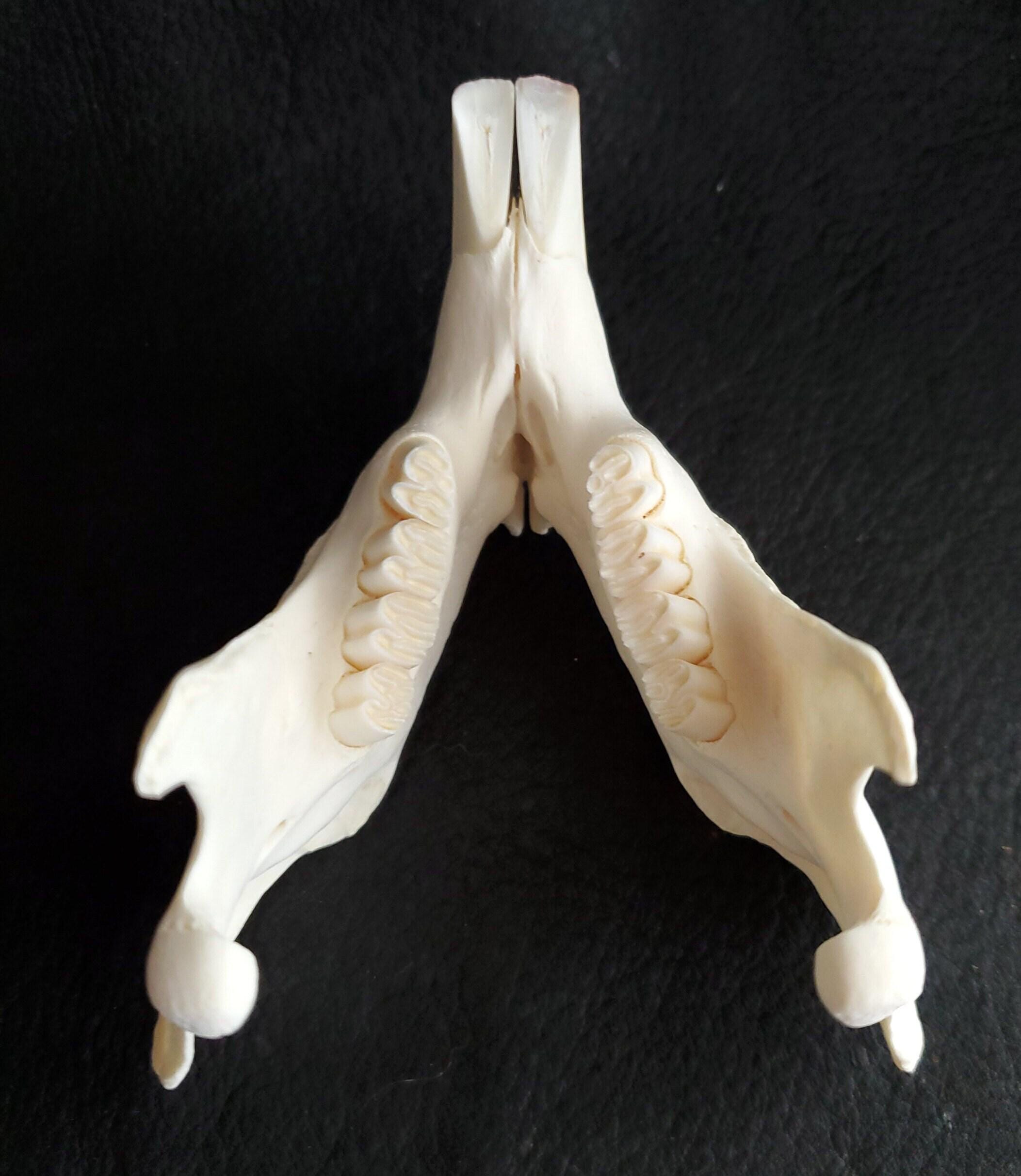 その他 VINTAGE JAW BONE CALIFORNIA FREE FORM Glacier Wear Genuine Buffalo Lower Jaw Bone- Bff1600jaw - Etsy