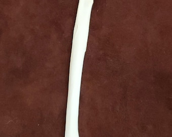 Coyote Leg Bone;Radius