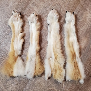 Coyote lower leg skin with paw and claws attached.