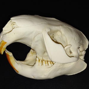 Beaver Skull