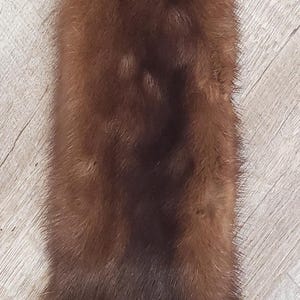 Wild Mink
