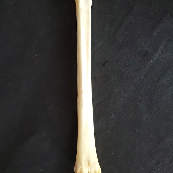 Whitetail deer leg bone