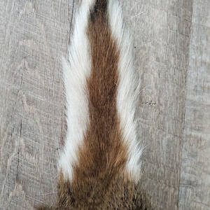 Whitetail Deer tail