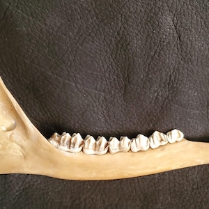 Deer lower jaw bone