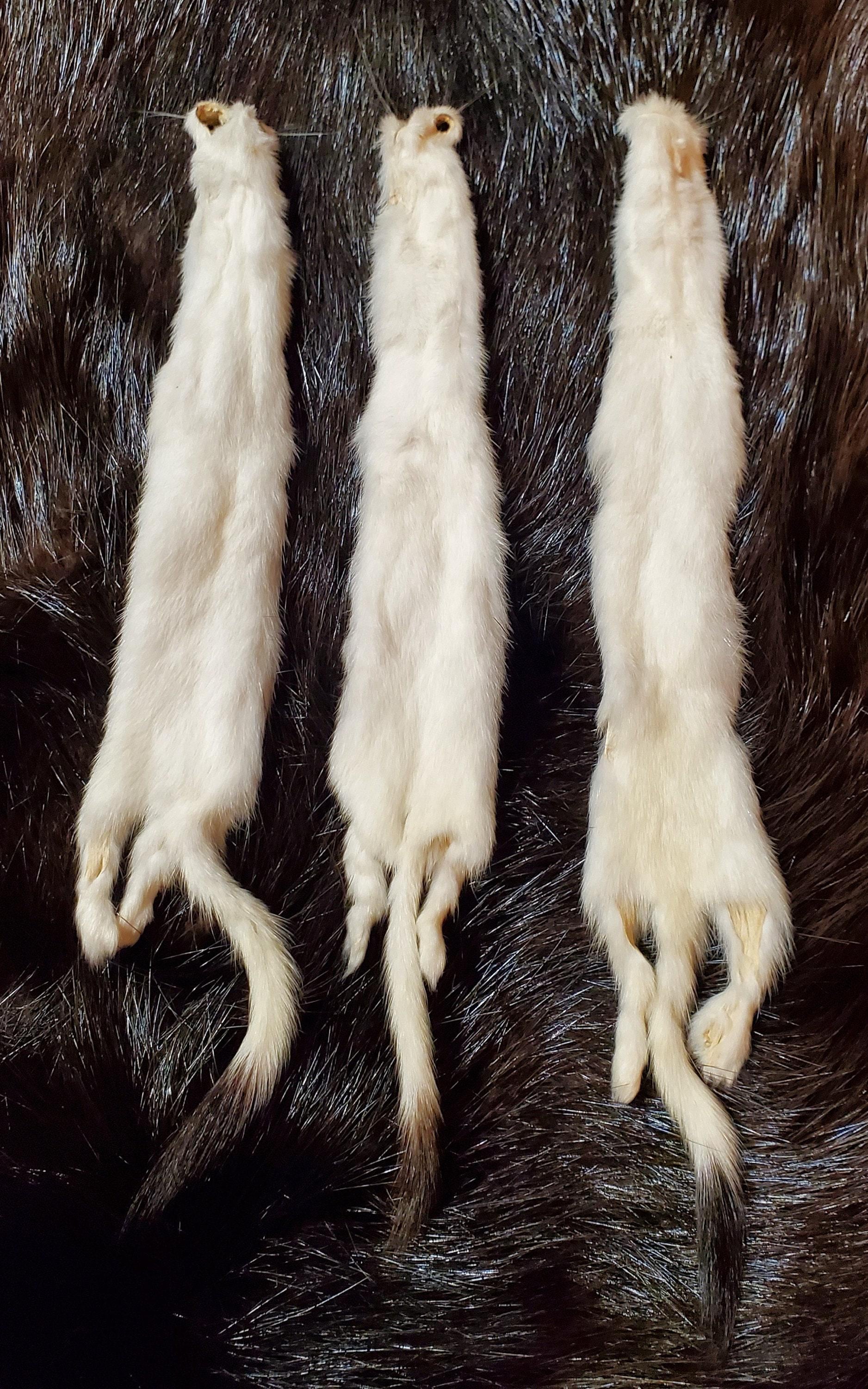 Ermine, tanned.