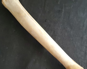 Elk leg bone