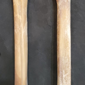 Elk leg bone