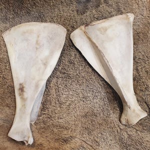 Deer Scapula