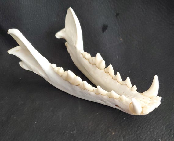 Coyote, Complete Lower Jaw. - Etsy