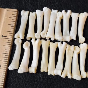 May include: A collection of small, off-white bones, possibly animal bones, arranged on a dark surface. A wooden ruler with inch markings is placed next to the bones for scale. The bones vary in shape, with some having forked ends.