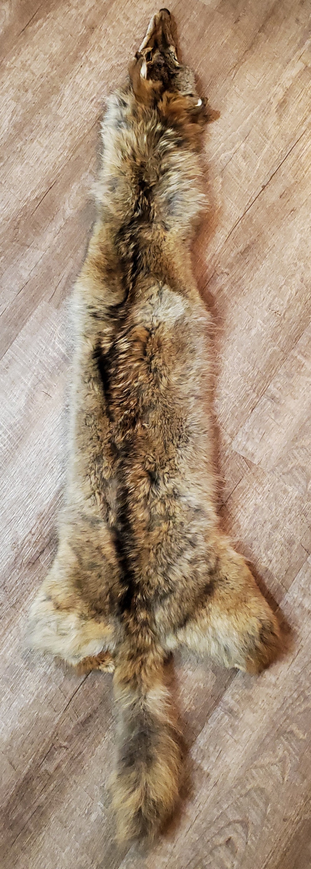 Western Coyote Pelt Etsy