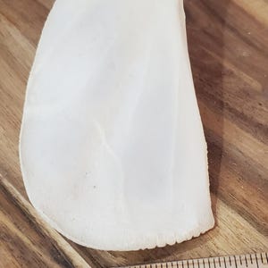 Könnte beinhalten: Ein weißes, knochenförmiges Objekt mit strukturierter Oberfläche, möglicherweise ein dekoratives Stück oder ein Naturartefakt. Das Objekt liegt neben einem Holzlineal, das als Größenreferenz dient. Das Lineal zeigt Messungen in Zentimetern an.