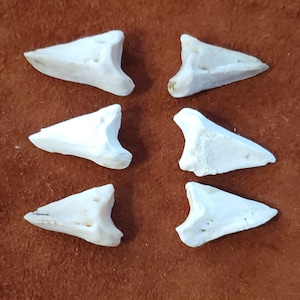Deer toe bones; pkg of 6