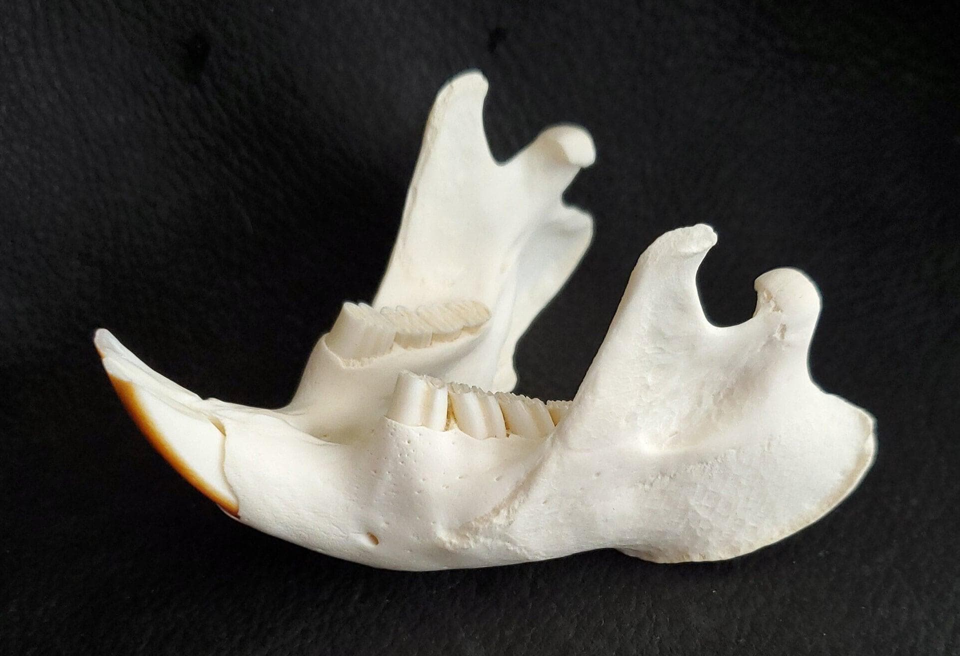 その他 VINTAGE JAW BONE CALIFORNIA FREE FORM il_fullxfull.7037257361_d707.jpg