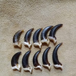 Garras, coiote