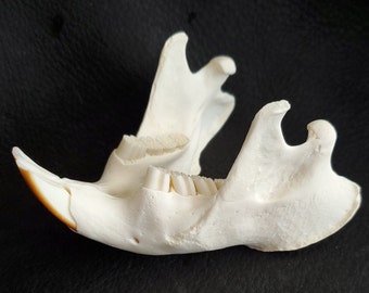 Beaver, complete lower jaw