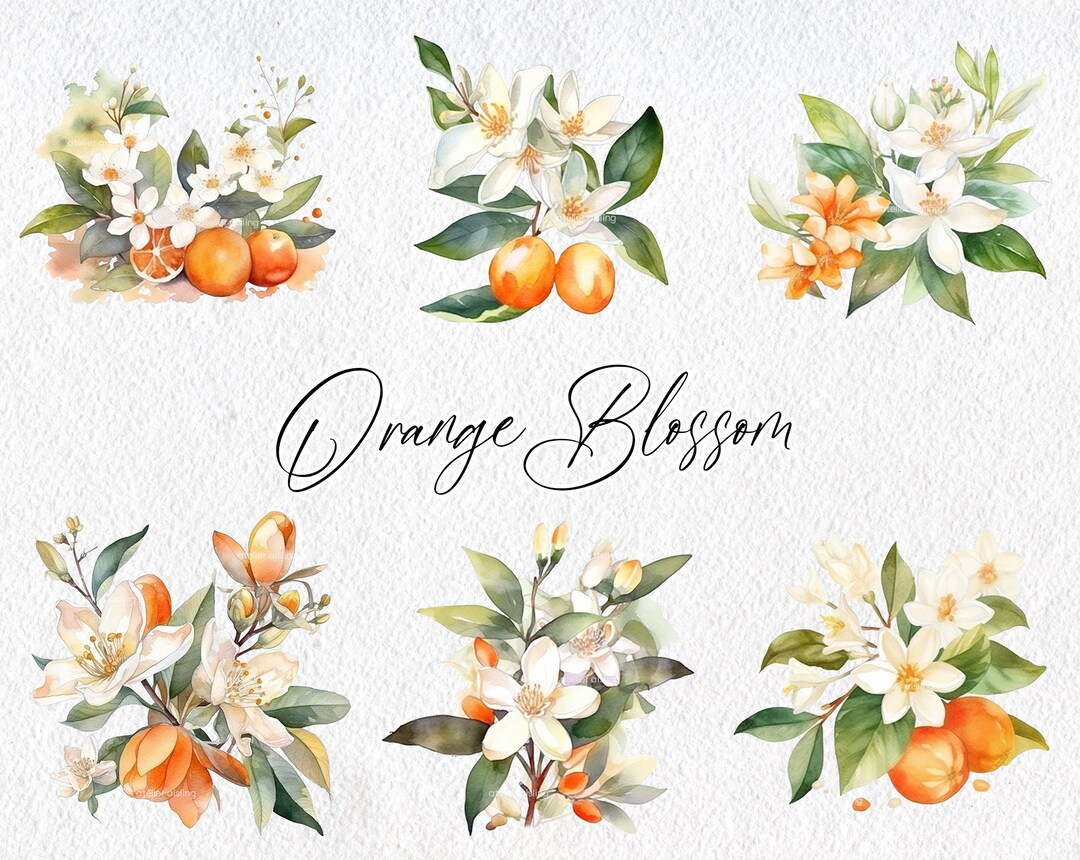Cute Watercolor Orange Blossom Scenes, Commercial Use Clipart, Flower ...