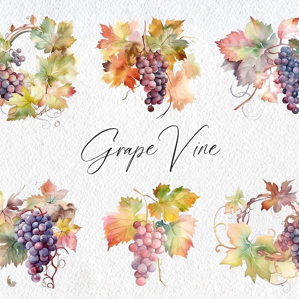 Cute Watercolor Grape Vine, Commercial Use Clipart, Fall Clipart, Autumn, Harvest, Wine, Vineyard, Farm, Italy, Grapes, Foliage, Tree, Fruit