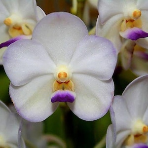 FRAGRANT Vanda Orchid ~ Vasco. Viboon Velvet &#39;Perfection&#39; ~ Near Bloom Size ~ Tropical Houseplant