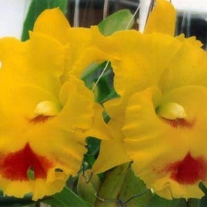 FRAGRANT ~ Cattleya Orchid ~ Rlc. Chomthong Delight &#39;Smile Lip&#39; ~ 5&quot; Pot ~ Tropical ~ Houseplant