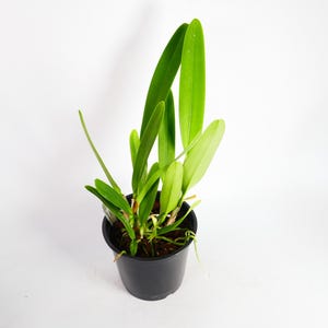 FRAGRANT ~ Cattleya Orchid ~ purpurata (Raspberry&#39; x &#39;Double Flame&#39;) ~ 5&quot; Pot ~ Tropical Houseplant