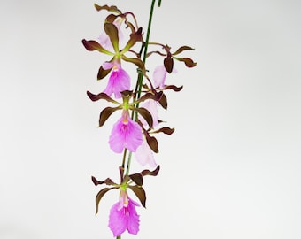 FRAGRANT Cattleya Orchid ~ Encyclia Rioclarense ~ 4" Pot ~ Bloom Size ~ Tropical ~ Houseplant
