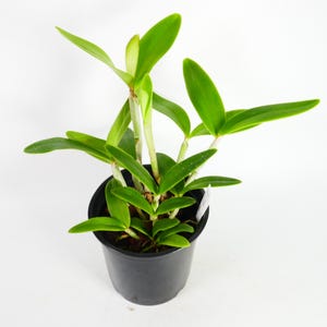 FRAGRANT ~ Cattleya Orchid ~ C. intermedia (coerulea x &#39;Aranbeem&#39;) ~ Bloom Size ~ Tropical Houseplant