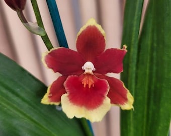 IN SPIKE / BUD ~ Oncidium Orchid Plant ~ Oip. Crimson Pride 'Mac136' ~ Tropical ~ Exotic ~ Houseplant
