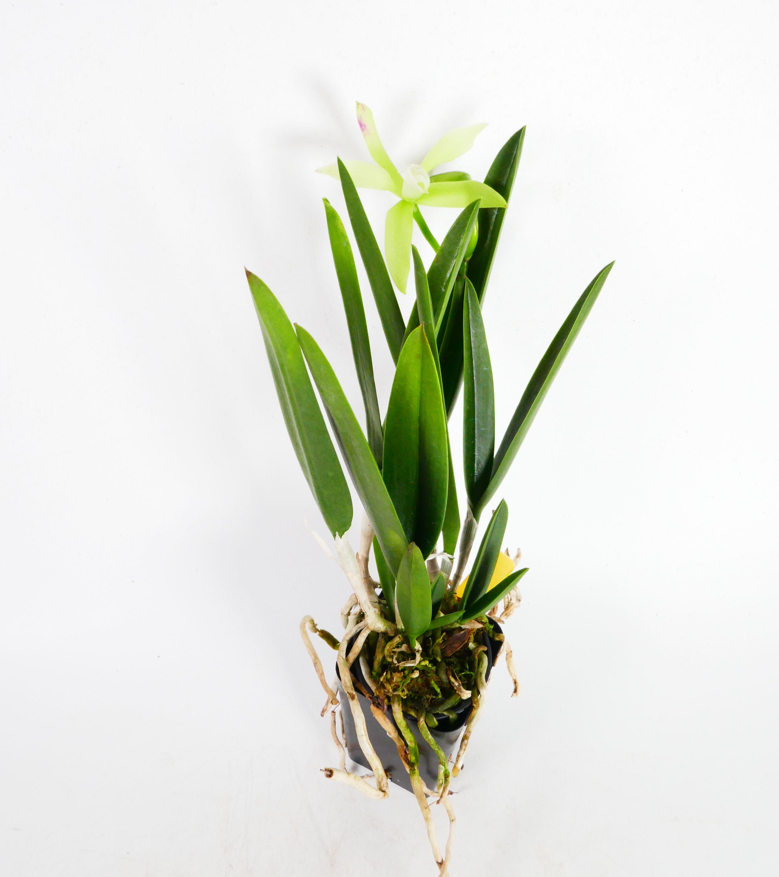 45台限定　petla OD4ABSSCM YETI Tundra 45 Cooler - Andy Thornal Company