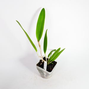 Cattleya Orchid Bc. Walter August &#39;Twinkle&#39; x C. Cantagalo ~ Tropical Houseplant