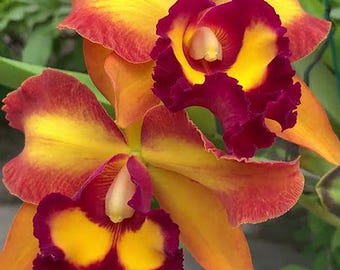 Cattleya Orchid ~ Rlc. Chunyeah 'No. 10' ~ Bloom Size ~ 5" Pot ~ Tropical Houseplant