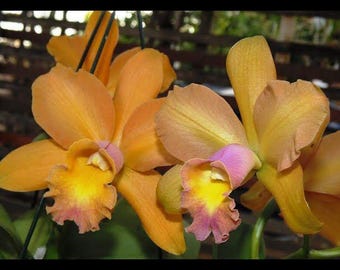 IN SPIKE / BUD ~ Cattleya Brassavola Orchid ~ Pcv. Key Lime Stars x Blc. Waikiki Gold 'Lea'  ~ 2.5" Pot ~ Tropical Houseplant